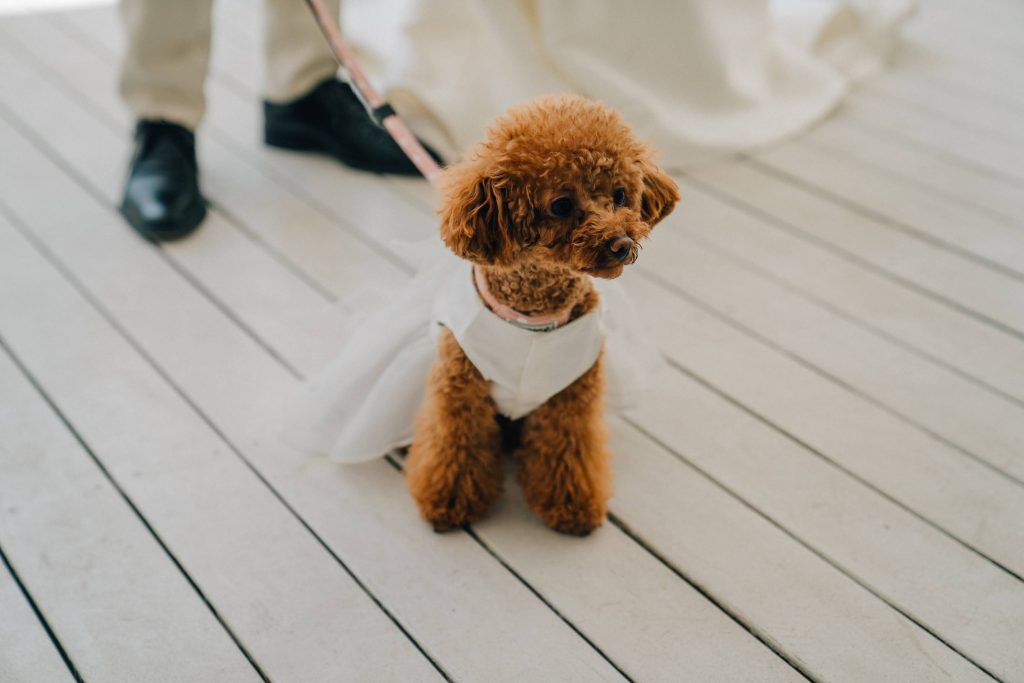 ペット婚フェア